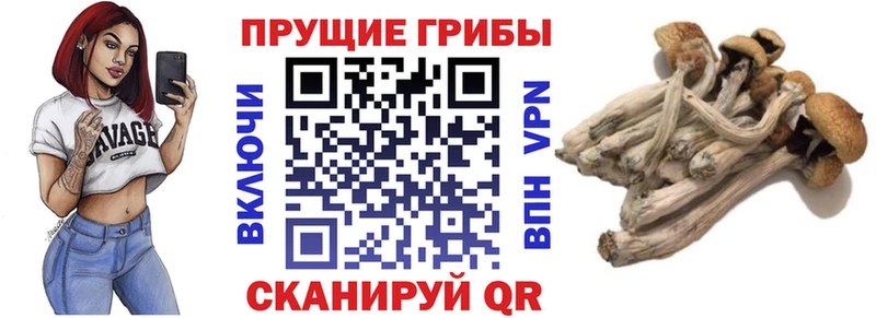 купить закладку Нязепетровск Галлюциногенные грибы Cubensis